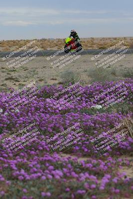 media/Jan-14-2023-SoCal Trackdays (Sat) [[497694156f]]/Turn 14 Exit Bloomig (145pm)/